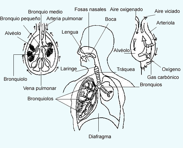 Cómo dibujar un Sistema Respiratorio