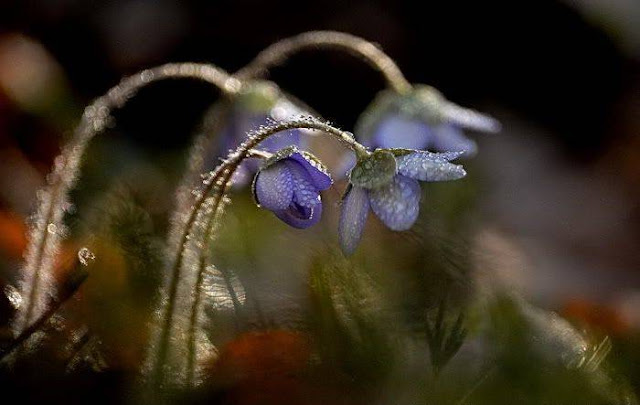 Hairy Flowers