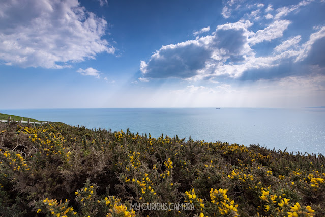 Spring flowers in the foreground looking out over the English Channell with sunrays through the clouds