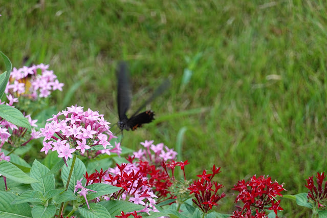 鳥取県西伯郡南部町鶴田　とっとり花回廊　ペンタス　クロアゲハ蝶