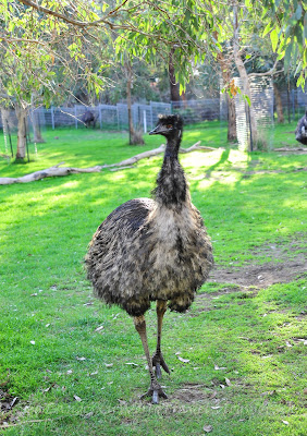 Cleland Wildlife Park