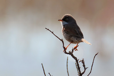 Brilgrasmus - Brilhagekrûper - Sylvia conspicicillata