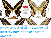 http://sciencythoughts.blogspot.co.uk/2015/01/a-new-species-of-giant-swallowtail.html