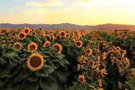 Sunflowers: Remarkable Clinical Purposes