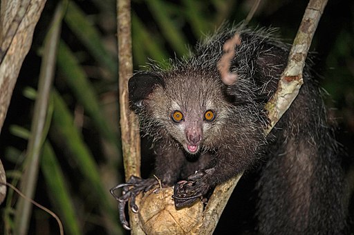 Aye-aye is among the weirdest looking animal because they look scary.