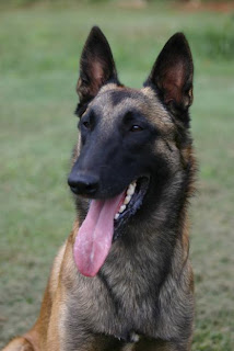 Belgian Shepherd Dog (Malinois)