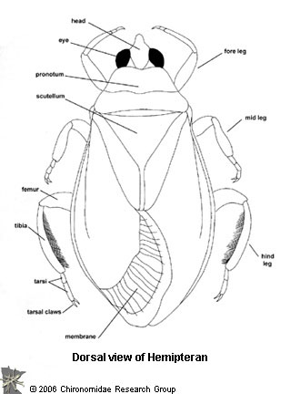 Gambar Serangga Predator 2 Megaloptera Gambar Mulut Capung di Rebanas