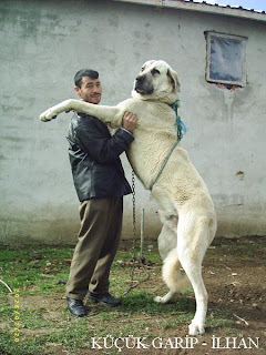 Kangal