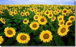 800px-Sunflowers