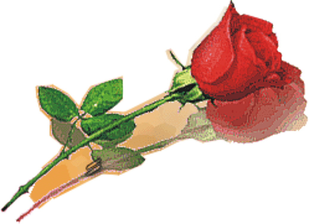 Gambar  gambar  bunga  mawar  merah Paling Indah Informasi 