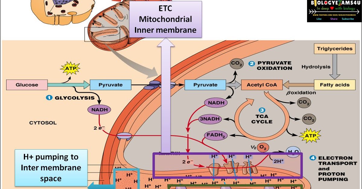Chemiosmosis and ATP synthesis in Cellular respiration ...