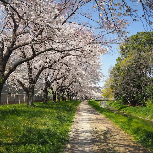 赤堀川　篠津の桜堤