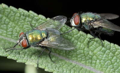 Fotografías de insectos como Arañas, Abejas, Moscas, Catarinas, y Gusanos