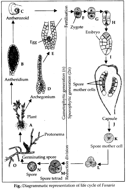 Solutions Class 11 Biology Chapter -3 (Plant Kingdom)