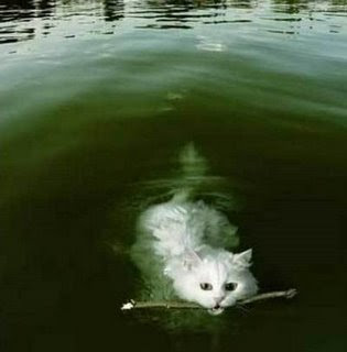 funny cat photos playing fetch with stick and swimming