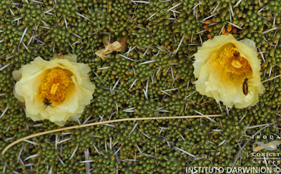 Espina blanca (Maihuenia poeppigii)