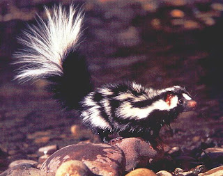 Eastern Spotted Skunk (Spilogale putorius)