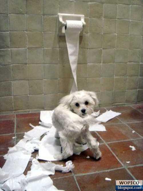 Bad Dog