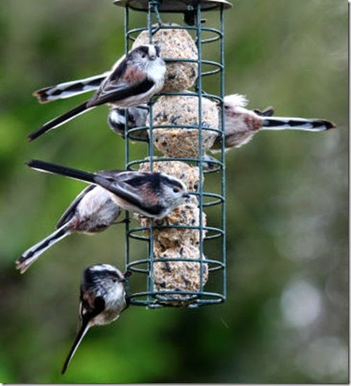 Long tailed tit Paul Brentnall