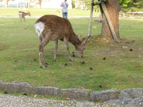 rencontre avec les cerfs à Nara au Japon