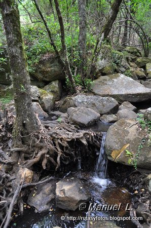 Canuto del Montero