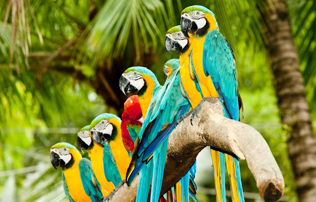 Burung Macaw