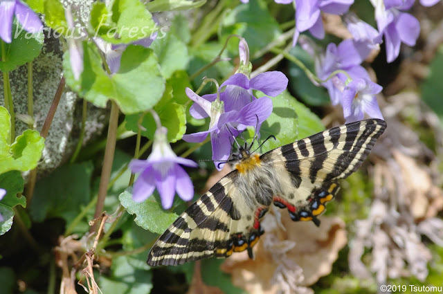 Gifu butterfly Japanese Luehdorfia