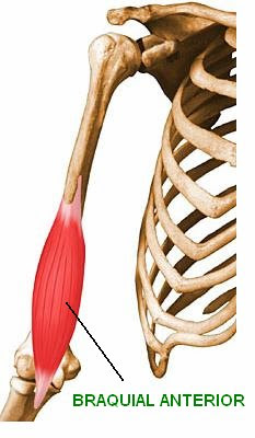 El braquial anterior es un músculo profundo que está por detrás del bíceps. Se origina en el húmero y se inserta en el cúbito. Es un músculo flexor del codo.