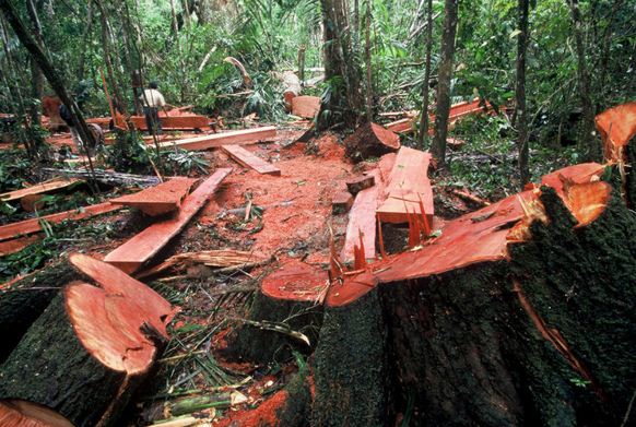 Akibat Penebangan Hutan Secara Liar dan Upaya serta Cara 