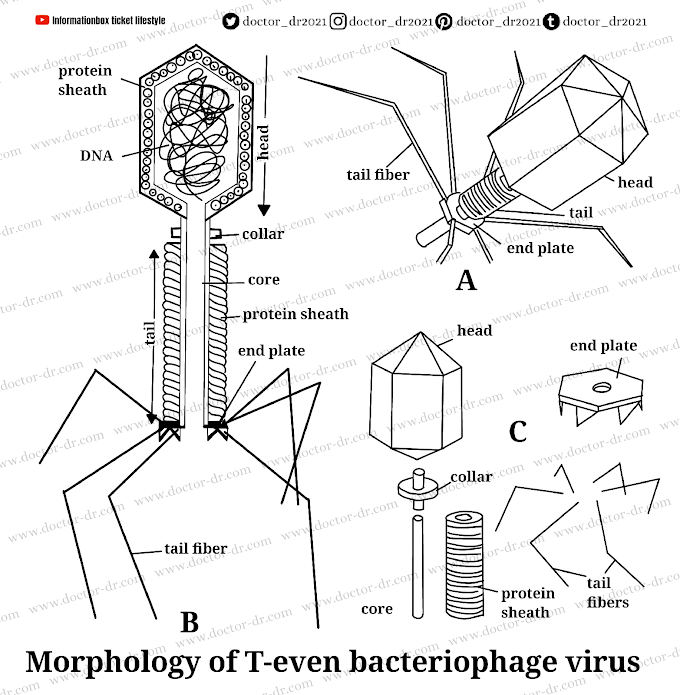 Unit 2: Viruses - Bacteriophages by Doctor-dr