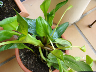 Zantedeschia 'Florex Gold'