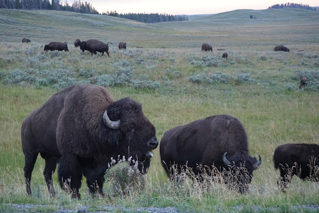 wildlife bison yellowstone national park