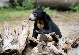 6 of 8 bear species threatened with extinction