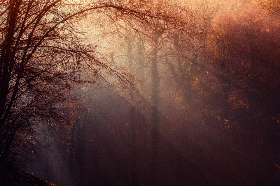 Dense forest with low light