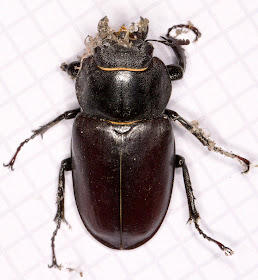 Stag Beetle, Lucanus cervus.  Female.  Hayes, 14 June 2014.