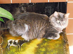 Cari