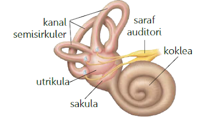 telinga dalam