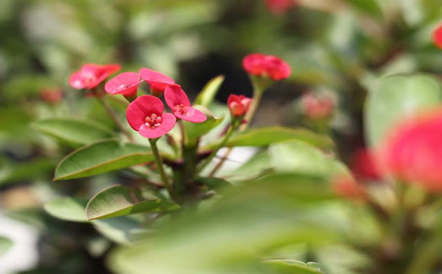Crown of Thorns Flowers Pictures