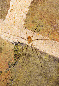 Red Harvestman, Opilio canestrinii.  House wall in Crowborough, 7 October 2015.