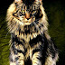 Maine Coon