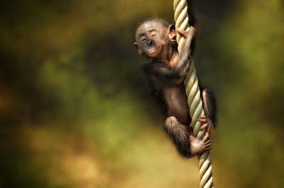 El mono que sabe volar - Monkey flying