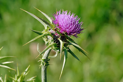 Student Campus: Milk Thistle : Tonik Hati No. 1