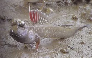 Mengenal Mudskipper Ikan Yang Dapat Hidup Di Dua Alam