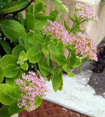 Alcune piante di Sedum spectabile in piena fioritura. Foto di Andrea Mangoni.