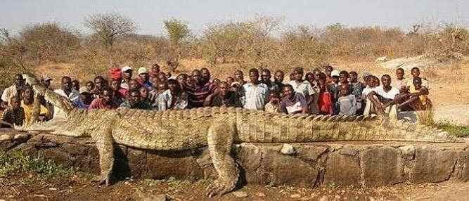 Qual foi o maior crocodilo que existiu?