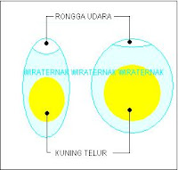 cara penetasan telur