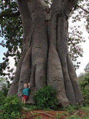 Bigtree