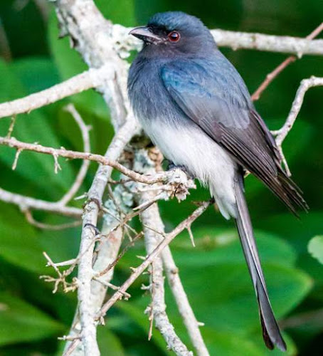 Dicrurus caerulescens