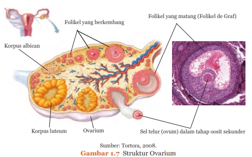 struktur ovarium, Sistem Reproduksi pada Manusia, http://semuamaterisekolah.blogspot.co.id/