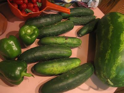 watermelon plant leaves. a huge watermelon plant